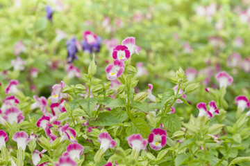 Beautiful pink flowers in Thailand