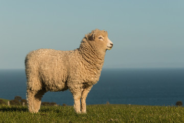Obraz premium staring lamb