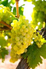 chardonnay Wine grapes in vineyard raw ready for harvest - obrazy, fototapety, plakaty