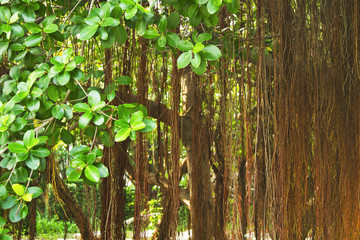 Big beautiful banyan tree, Image for background