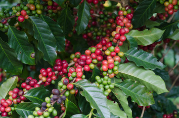 Coffee beans on trees
