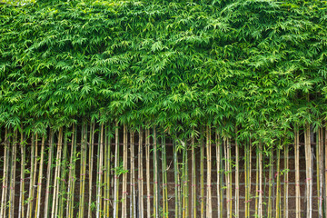 green bamboo wall