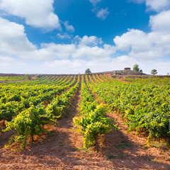Fototapeta na wymiar Mediterranean vineyards in Utiel Requena at Spain