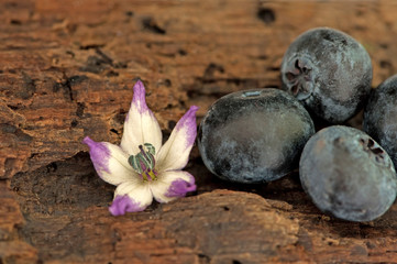 Flower and huckleberries