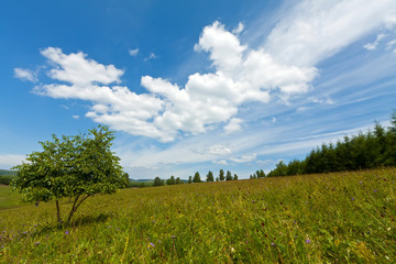 beautiful grassland landscape in summer