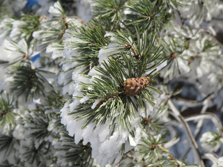 Conifer covered with snow; winter landscape