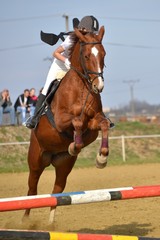 équitation
