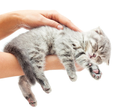 Sleeping kitten on hand white background.British Shorthair cat.