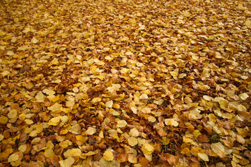 autumn leaves - Herbstlaub