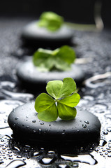 Wet Zen stones with spring green leaf
