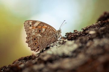 Butterfly landing on a tree