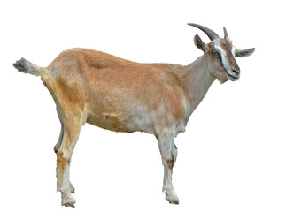 Goat 10