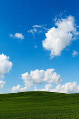 Obraz premium Green field.