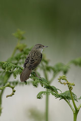 Grasshopper warbler, Locustella naevia