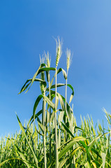 green wheat under deep blue sky