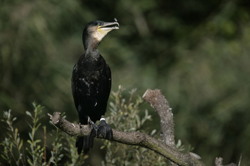 Great Cormorant, Phalacrocorax carbo