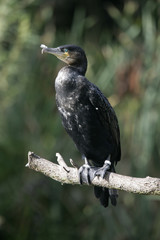 Great Cormorant, Phalacrocorax carbo