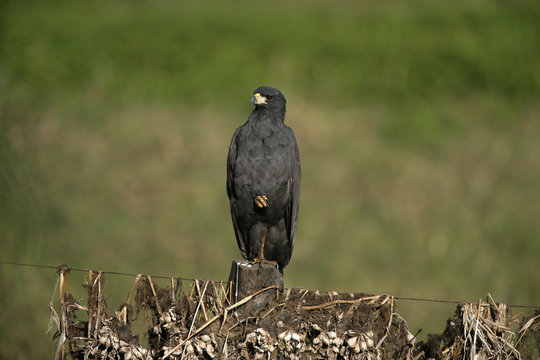 Great black-hawk, Buteogallus urubitinga