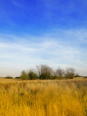 Fototapeta premium Landscape with the meadow and cloudy sky