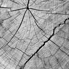 cut of a tree wooden rings with cracks