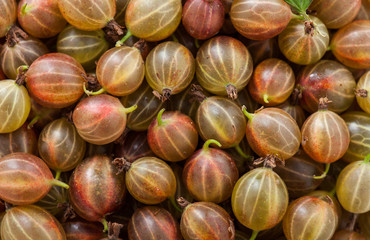 Gooseberries backgrounds