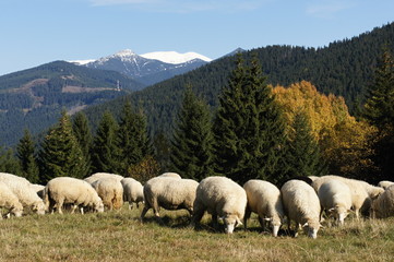 Herd of sheeps near Prosiecka valley, Liptov, Slovakia