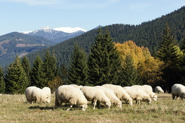 Herd of sheeps near Kvačianska valley, Liptov, Slovakia