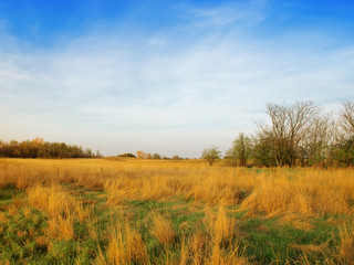Landscape with the meadow and cloudy sky