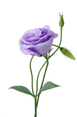 Obraz premium Beautiful eustoma flower
