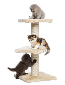 Highland fold or straight kittens playing on a cat tree, isolate