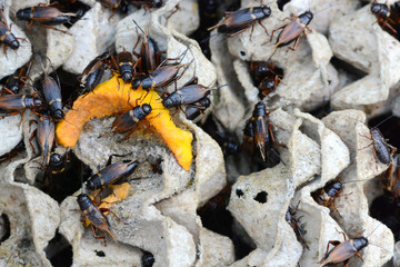Cricket eating Pumpkin