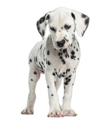 Front view of a Dalmatian puppy standing, isolated on white - obrazy, fototapety, plakaty