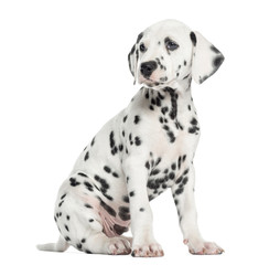 Side view of a Dalmatian puppy sitting, looking away, isolated o