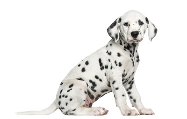 Side view of a Dalmatian puppy sitting, looking at the camera