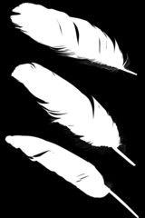 three white feathers isolated on black background