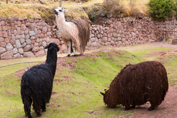 Llama. Farm of llama,alpaca,Vicuna in Peru,South America