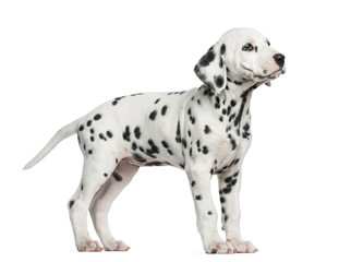 Side view of a Dalmatian standing, looking up, isolated on white