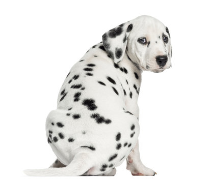 Rear view of a Dalmatian puppy sitting, looking at the camera