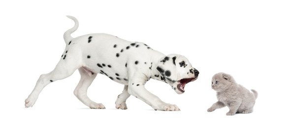 Dalmatian puppy trying to bite a highland fold kitten