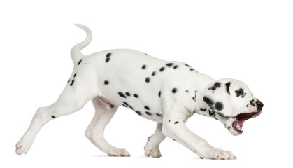 Side view of a Dalmatian puppy walking and barking, isolated © Eric Isselée