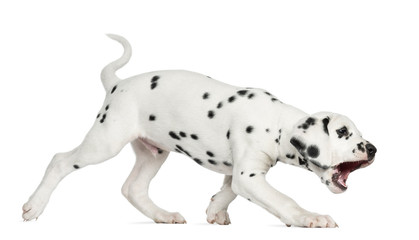 Side view of a Dalmatian puppy walking and barking, isolated