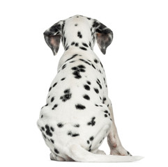 Rear view of a Dalmatian puppy, sitting, isolated on white - obrazy, fototapety, plakaty