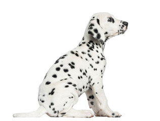 Side view of a Dalmatian puppy sitting, looking up, isolated on