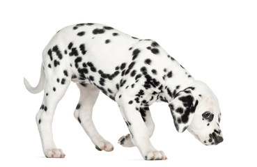 Side view of a Dalmatian puppy standing, sniffing the floor - obrazy, fototapety, plakaty