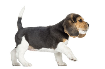 Side view of a Beagle puppy walking, pawing up, isolated