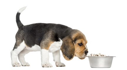 Side view of a Beagle puppy standing, sniffing food in a bowl © Eric Isselée