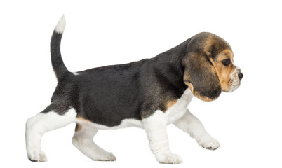Side view of a Beagle puppy walking, isolated on white © Eric Isselée
