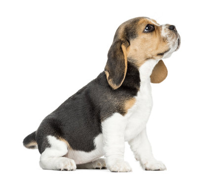 Side view of a Beagle puppy sitting, looking up, isolated - Powered by Adobe