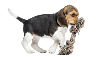 Side view of a Beagle puppy playing with a rope toy, isolated © Eric Isselée