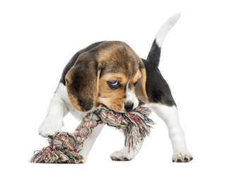 Front view of a Beagle puppy biting a rope toy, isolated © Eric Isselée
